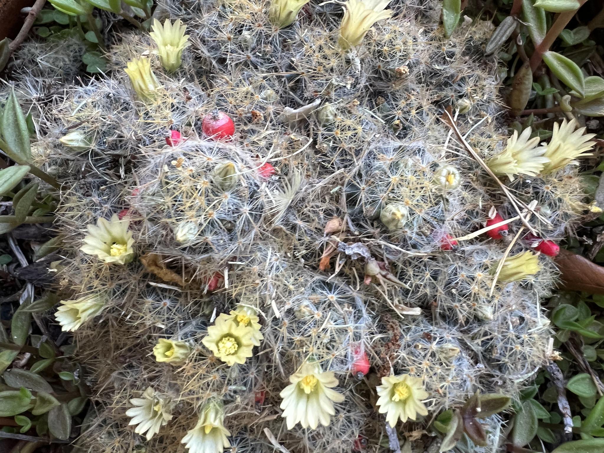 Mammillaria prolifera